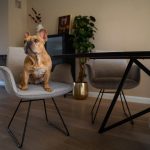 Eetkamerstoel-stof-grijs-met-hond